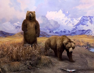 bear diorama