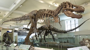 T rex