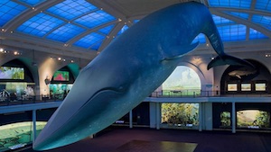 hanging whale